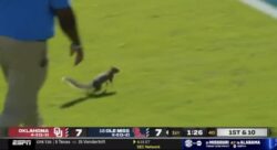 A squirrel on the field during the Ole Miss-Oklahoma game.